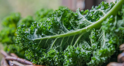 WILLVINE AGRI -VI Kale - Blue Curled Scotch/Vates [2.5g] Seed(750 per packet)