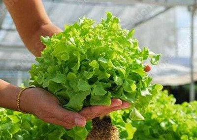 SEMINA VITA ™ hybrid lettuce seeds,High yield vegetable, Best lettuce germination Seed(150 per packet)