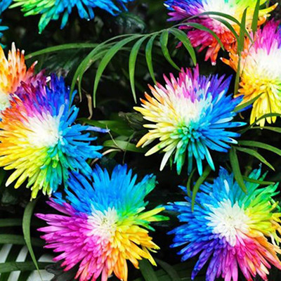 Qualtivate LXI-77 Rainbow Chrysanthemum Seeds High Germination Rate Seed(25 per packet)