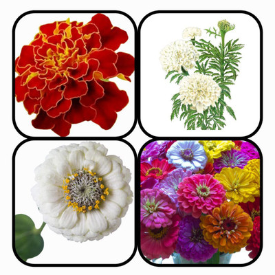 CYBEXIS Combo Of MARIGOLD AND ZINNIA FLOWER Seed(10 g)