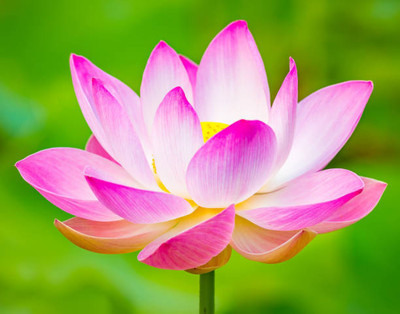 BDSreolve lotus,kamal gatta Seed(10 per packet)