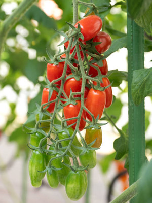 Patta gobi tomato Seed(85 per packet)
