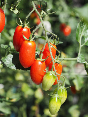 Alishaa tomato Seed(145 per packet)