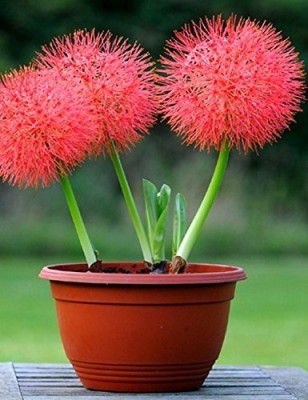 Globalplants FOOTYBALL LILLY BULBS Seed(3 per packet)