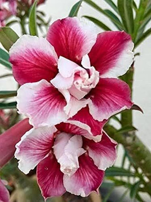 Qualtivate XLR-469 Desert Rose Seeds Seed(30 per packet)