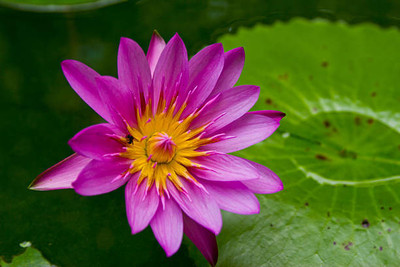 Around Creation lotus,kamal gatta Seed(15 per packet)