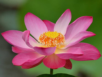 Alberts lotus,kamal gatta Seed(15 per packet)