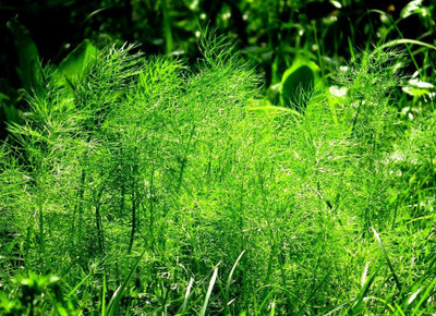 CYBEXIS LXI-73 - Bouquet Dill Herb - (250 Seeds) Seed(250 per packet)