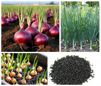 APOSOLUARD Onion Seed(100 per packet)