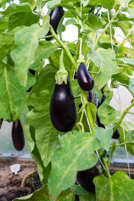 Kodali Hybrid F1 Brinjal Seeds Pack Of 22 Seed(22 per packet)