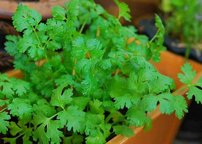 CYBEXIS VVI-21 - Cilantro Herb - (250 Seeds) Seed(250 per packet)