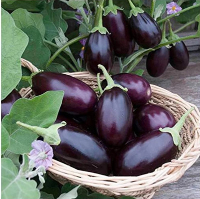 HYBRID Hybrid brinjal seeds highest yield Verity 10g Seed(10 g)