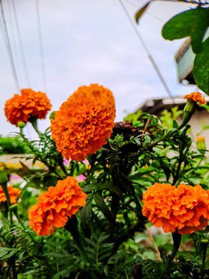 SHYAMKRIPA CREATIONS marigold,gende ka phool seeds Seed(22 per packet)