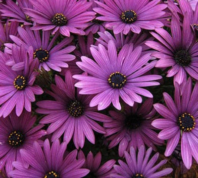 CYBEXIS Purple Osteospermum Daisy Seeds Seed(50 per packet)
