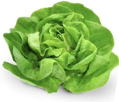Qualtivate PUA-8A Heirloom Butterhead-Buttercrunch Lettuce Seeds Seed(300 per packet)