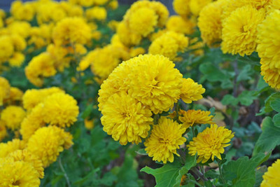 ARHAR marigold/gende ka phool flower seeds Seed(50 per packet)