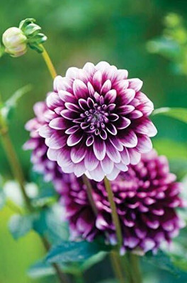 CRGO DAHLIA Seed(50 per packet)