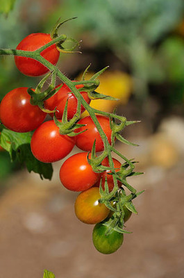 GREENZ tomato Seed(30 per packet)