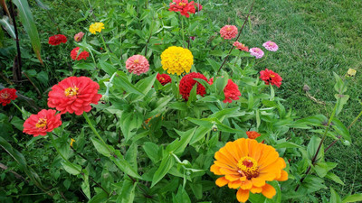 Avysa Zinnia California Flower Mix Seed(15 per packet)