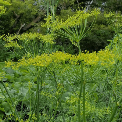 VibeX VXI-36 - Dukat Dill Herb - (750 Seeds) Seed(750 per packet)