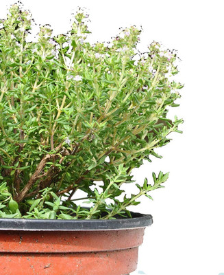 CYBEXIS XLR-74 - Common Thyme Garden Thyme - (1350 Seeds) Seed(1350 per packet)