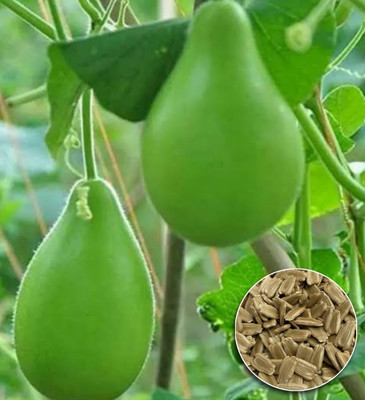 Greenfall Organic Round Bottle Gourd Seeds - 15 Count for Homegrown Freshness Seed(15 per packet)