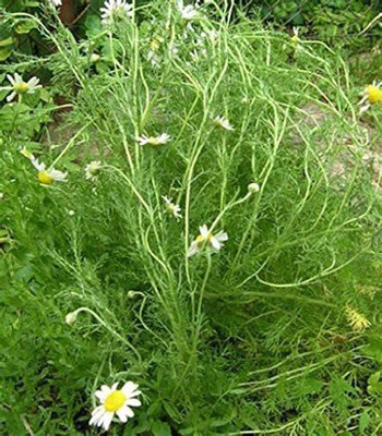 CYBEXIS PUAS-43 - Nobile Roman Chamomile - (2250 Seeds) Seed(2250 per packet)