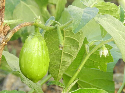 the green dotcom Organic green brinjal seeds for home garden PACK OF 76 Seed(76 per packet)