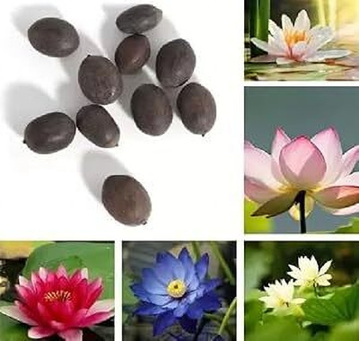 krishva 01 Seed(20 per packet)