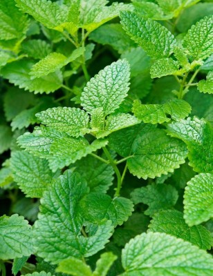 CEZIUS ORGANIC LEMON BALM HERB PLANT Seed(100 per packet)