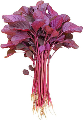 BDSresolve All Season Spinach Seeds PACK OF 1899 Seed(1899 per packet)