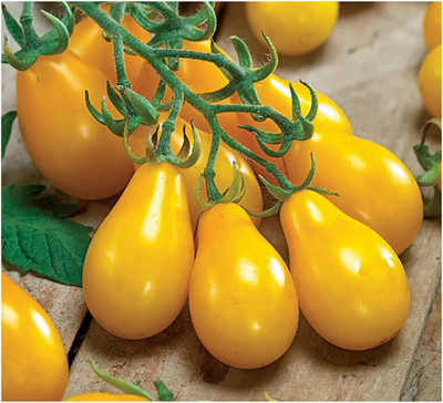 Biosnyg Non GMO Yellow Pear Tomato Summer Vegetable Seeds - (1000 Seeds) Seed(1000 per packet)