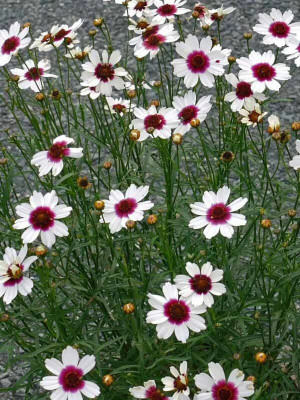 Lorvox Coreopsis flower Seed(145 per packet)