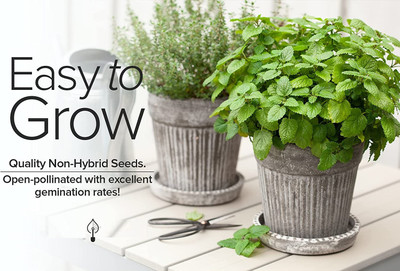 CYBEXIS LX-47 - Lemon Balm Melissa Herbs - (250 Seeds) Seed(250 per packet)