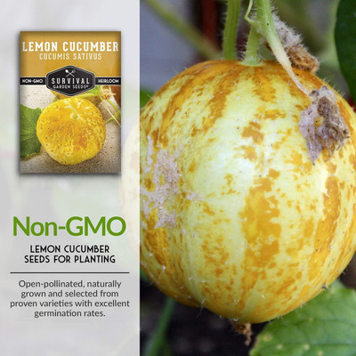 Qualtivate ICRA-3A Lemon Cucumber Seed for Planting Seed(300 per packet)