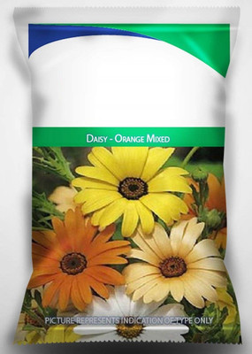 CYBEXIS Daisy - Orange Mixed Flower Seeds Seed(50 per packet)