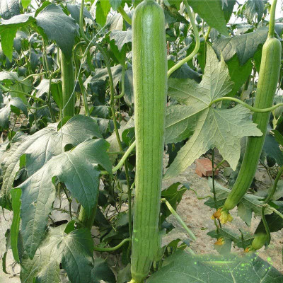 VibeX TLX-41 - Loofa Smooth Sponge Gourd Vine - (100 Seeds) Seed(100 per packet)
