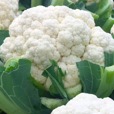 CYBEXIS Hybrid Cauliflower Seeds (Brassica Oleracea)1000 Seeds Seed(1000 per packet)