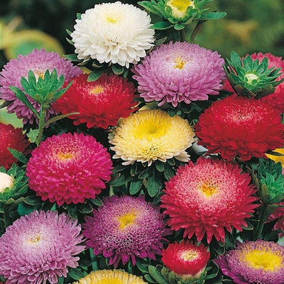 Lorvox HYBRID SEEDS Aster Seed(80 per packet)