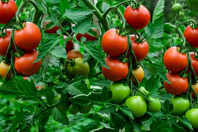 LIFELEX Hybrid F1 Cherry Tomato Seeds For Home Garden Plant Seed(59 per packet)