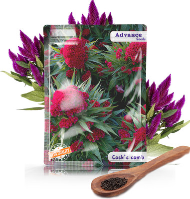 Veda Sakti Cocks Comb Flower Seeds ( Woolflowers ), Cock's comb Flower Seeds Seed(2 per packet)