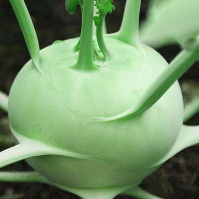 Pbevergreen Knol Khol (kohlrabi) F1 hybrid Seed(250 per packet)