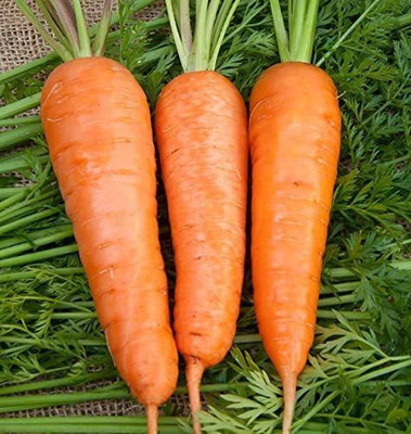 WILLVINE TLX-272 Chantenay Red Cored Carrot Seeds Seed(500 per packet)