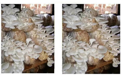 TND Oyster Mushroom Seeds Seed(200 g)