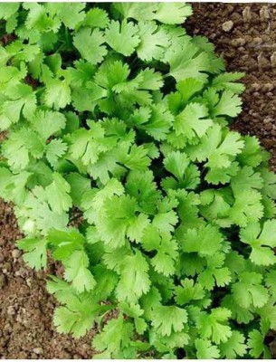 VibeX NBIR-59 - Cilantro - Non-GMO - (2250 Seeds) Seed(2250 per packet)