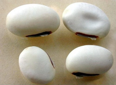DIVINE BEANS Seed(70 per packet)