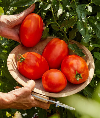 Qualtivate PUA-8A Large Red Sauce & Paste Tomato Seed(300 per packet)