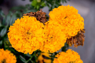 HYBRID CUCUMBER SEEDS marigold,gende ka phool seeds Seed(21 per packet)