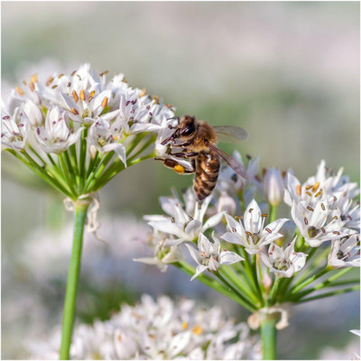 Qualtivate GBPT-8A Garlic Chive Heirloom Herb Seed Seed(300 per packet)