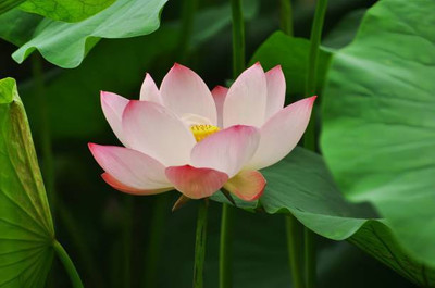 ADVAIT ABEER lotus,kamal seeds Seed(12 per packet)
